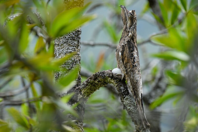 Prix ​​de photographie des mangroves