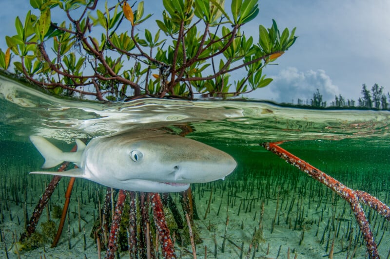 Prix ​​de photographie des mangroves
