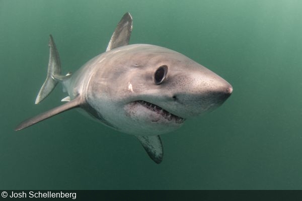 Photographing-Porbeagle-Sharks-in-France